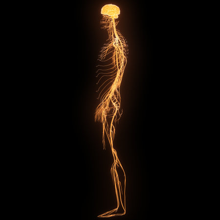 3D Illustration Concept of Central Organ of Human Nervous System Brain Anatomyの写真素材