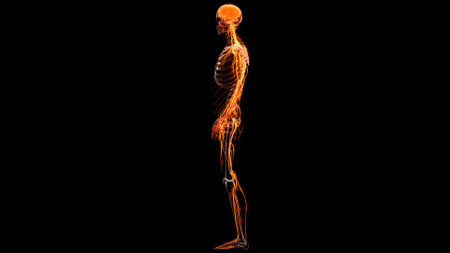 3D Illustration Concept of Central Organ of Human Nervous System Brain Anatomyの写真素材