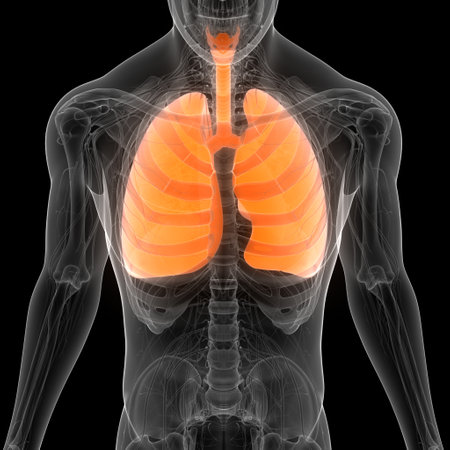 3D Illustration Concept of Human Respiratory System Lungs Anatomyの写真素材