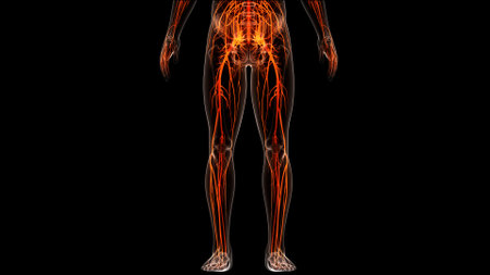 3D Illustration Concept of Central Organ of Human Nervous System Brain Anatomyの写真素材