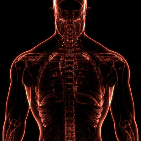 3D Illustration Concept of Human Skeleton System Bone Joints Anatomyの写真素材