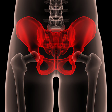 3D Illustration Concept of Human Skeleton System Pelvic Girdle Bone Joints Anatomyの写真素材