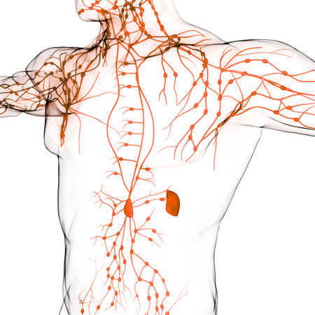 3D Illustration Concept of Human Internal System Lymph Nodes Anatomyの写真素材