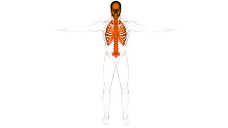 3D Illustration Concept of Human Skeleton System Axial Skeleton Bone Joints Anatomy
