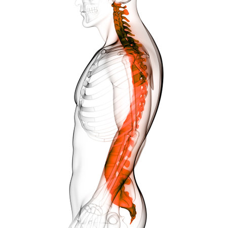 3D Illustration Concept of Spinal Cord Vertebral Column of Human Skeleton System Anatomyの写真素材