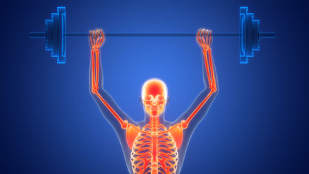 3D Illustration Concept of Human Skeleton System Bone Joints Anatomyの写真素材