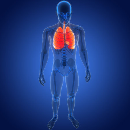 3D Illustration Concept of Human Respiratory System Lungs Anatomyの写真素材