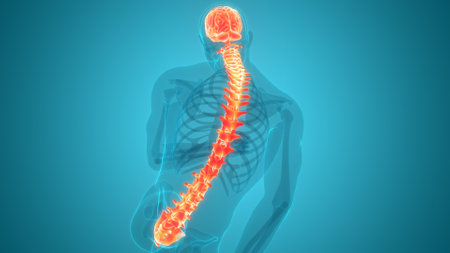 3D Illustration Concept of Central Organ of Human Nervous System Brain Anatomy