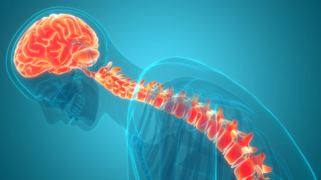 3D Illustration Concept of Central Organ of Human Nervous System Brain Anatomy