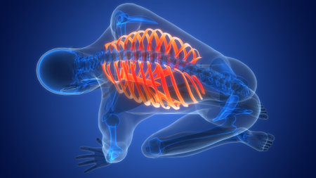3D Illustration Concept of Human Skeleton System Rib Cage Bone Joints Anatomyの写真素材