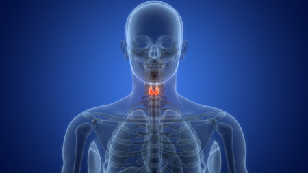 3D Illustration Concept of Human Body Glands Thyroid Gland Anatomyの写真素材