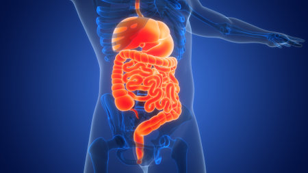 3d Illustration Concept of Human Digestive System Anatomy