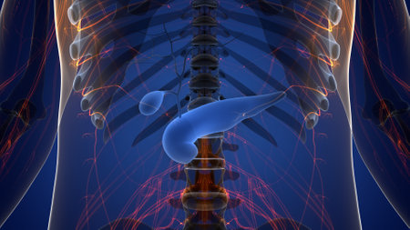 3D Illustration Concept of Human Internal Organs Pancreas with Gallbladder Anatomyの写真素材