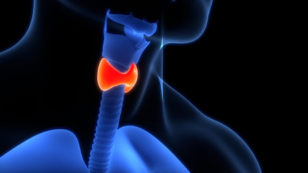 3D Illustration Concept of Human Body Glands Thyroid Gland Anatomy