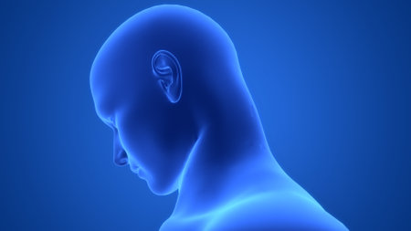 3D Illustration Concept of Human Body Neck Anatomy