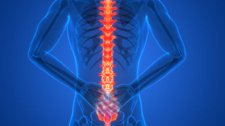 3D Illustration Concept of Spinal Cord Vertebral Column of Human Skeleton System Anatomy