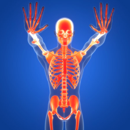 3D Illustration Concept of Human Skeleton System Bone Joints Anatomyの写真素材