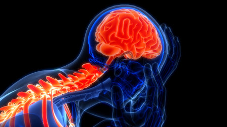 3D Illustration Concept of Central Organ of Human Nervous System Brain Anatomyの写真素材