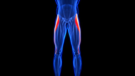 3D Animation Concept of Human Muscular System Leg Muscles Tensor Fasciae Latae Muscles Anatomyの写真素材