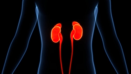 3D Illustration Concept of Human Urinary System Kidneys with Bladder Anatomy