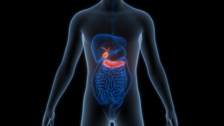 3D Illustration Concept of Human Internal Organs Pancreas with Gallbladder Anatomyの写真素材
