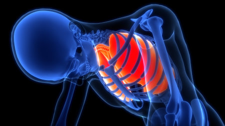 3D Illustration Concept of Human Respiratory System Lungs Anatomyの写真素材