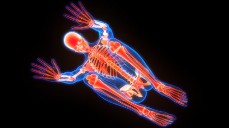 3D Illustration Concept of Human Skeleton System Bone Joints Anatomyの写真素材