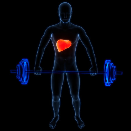 3D Illustration Concept of Human Internal Digestive Organ Liver Anatomyの写真素材