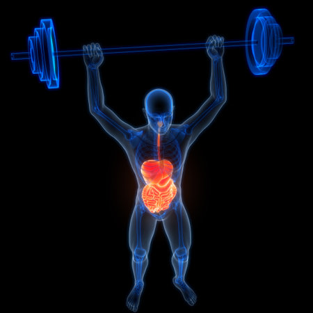 3D Illustration Concept of Human Digestive System Anatomyの写真素材