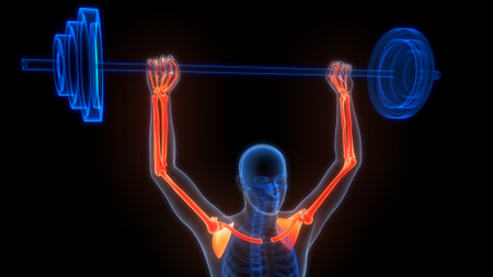 3D Illustration Concept of Human Skeleton System Bone Joints Anatomyの写真素材