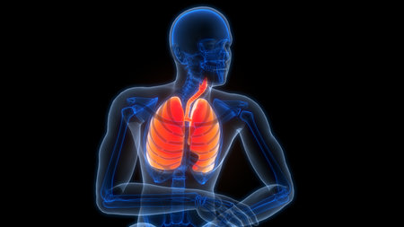 3D Illustration Concept of Human Respiratory System Lungs Anatomyの写真素材