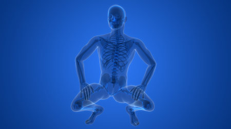 3D Illustration Concept of Human Skeleton System Bone Joints Anatomyの写真素材