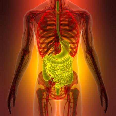 3D Illustration Concept of Human Digestive System Anatomyの写真素材