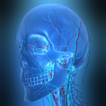 3D Illustration Concept of Human Skeleton System Skull Bone Parts Anatomyの写真素材
