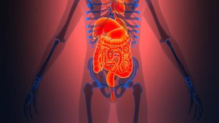 3D Illustration Concept of Human Digestive System Anatomy