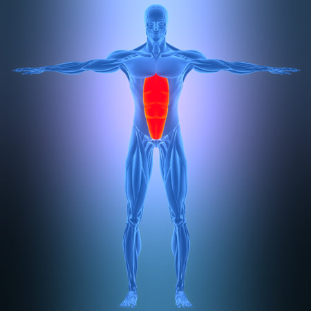 3D Illustration Concept of Human Muscular System Torso Muscles Rectus Abdominis Muscle Anatomyの写真素材