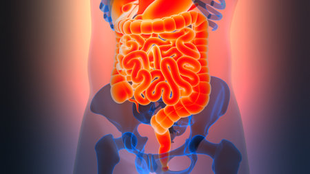 3D Illustration Concept of Human Digestive System Anatomyの写真素材