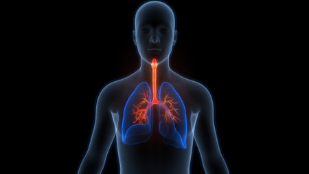 3D Illustration Concept of Human Respiratory System Lungs Anatomyの写真素材