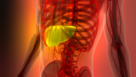 3D Illustration Concept of Human Internal Digestive Organ Liver Anatomyの写真素材