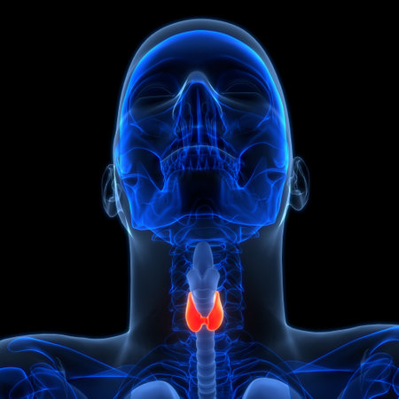 3D Illustration Concept of Human Body Glands Thyroid Gland Anatomyの写真素材