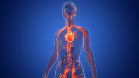 3D Illustration Concept of Human Circulatory System Heart Anatomy