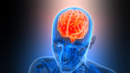 3D Illustration Concept of Central Organ of Human Nervous System Brain Anatomy