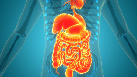 3D Illustration Concept of Human Digestive System Anatomy