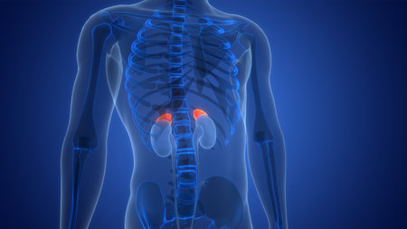 3D Illustration Concept of Human Body Glands Adrenal Gland Anatomy