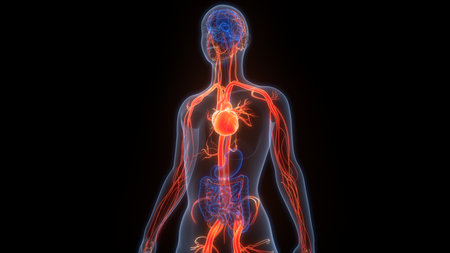 3D Illustration Concept of Human Circulatory System Heart Anatomy