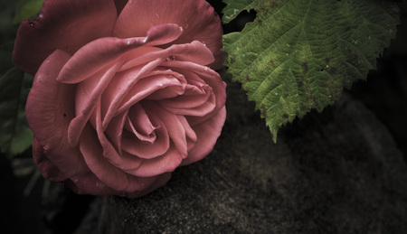 The roseの写真素材