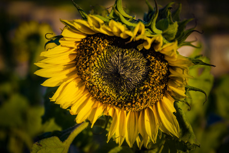 The sunflower. Shot in Denmarkの写真素材