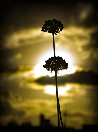 The sunsetの写真素材