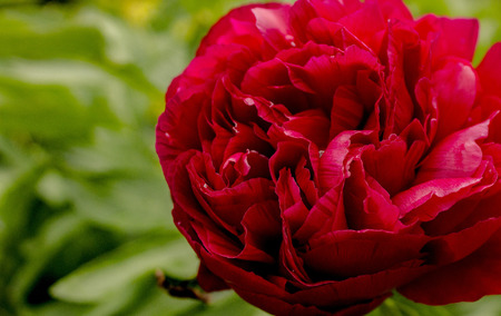 The roseの写真素材