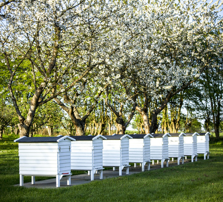 The old white beehives. Shot in Denmark